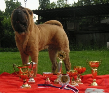 Shar-pei