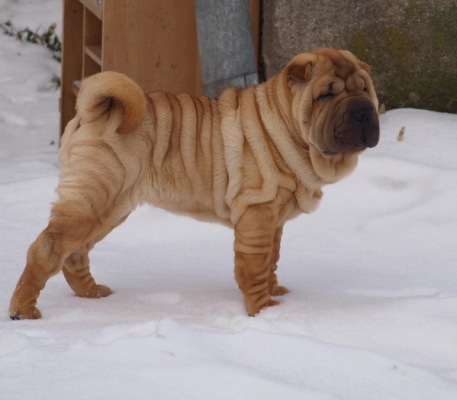 shar-pei