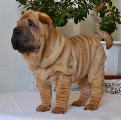 shar-pei