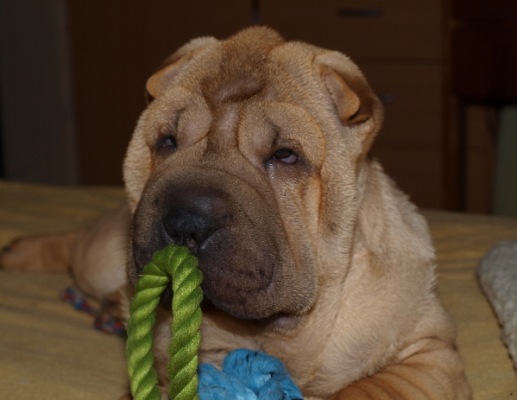 Shar-pei