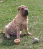 shar-pei