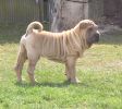 shar-pei