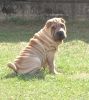 shar-pei