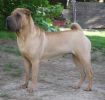 shar-pei