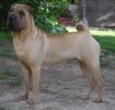 shar-pei