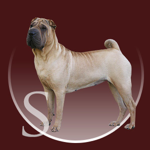 Shar-pei Sofie