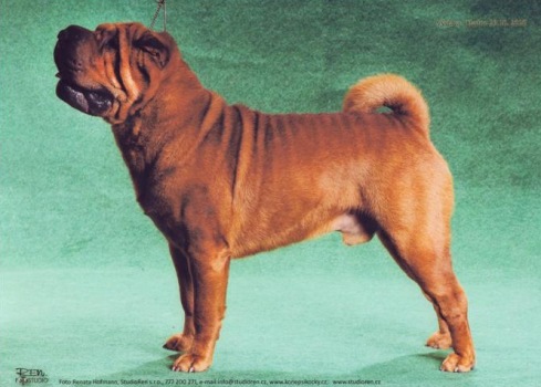 shar-pei